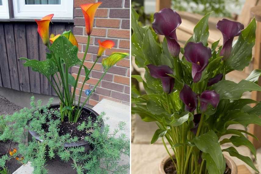 Zantedeschia pot, bac, conteneur