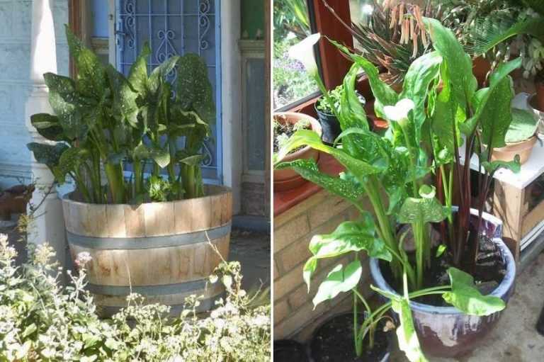Arum En Pot Exterieur