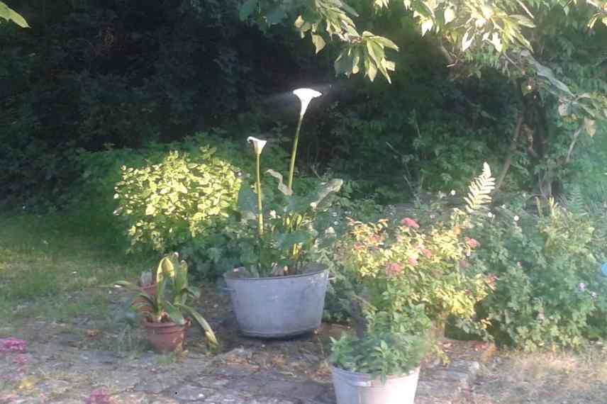 Zantedeschia pot, bac, conteneur