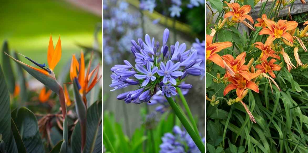 Strelitzia, oiseau de paradis, plante exotique, en massif