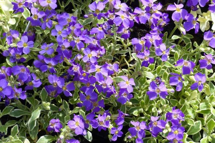 aubriete, vivace tapissante pour muret plein soleil