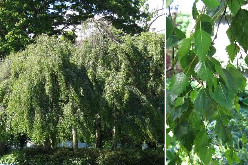 arbres pleureurs, port pleureur, pendula