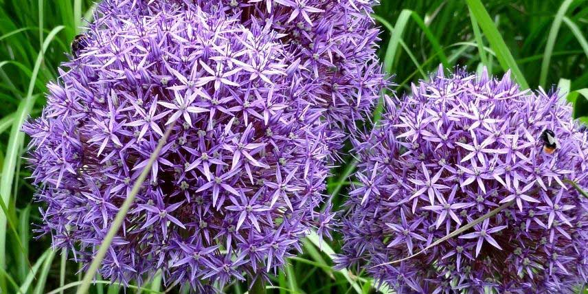 Plantes bulbeuses à fleurs géantes - Promesse de Fleurs