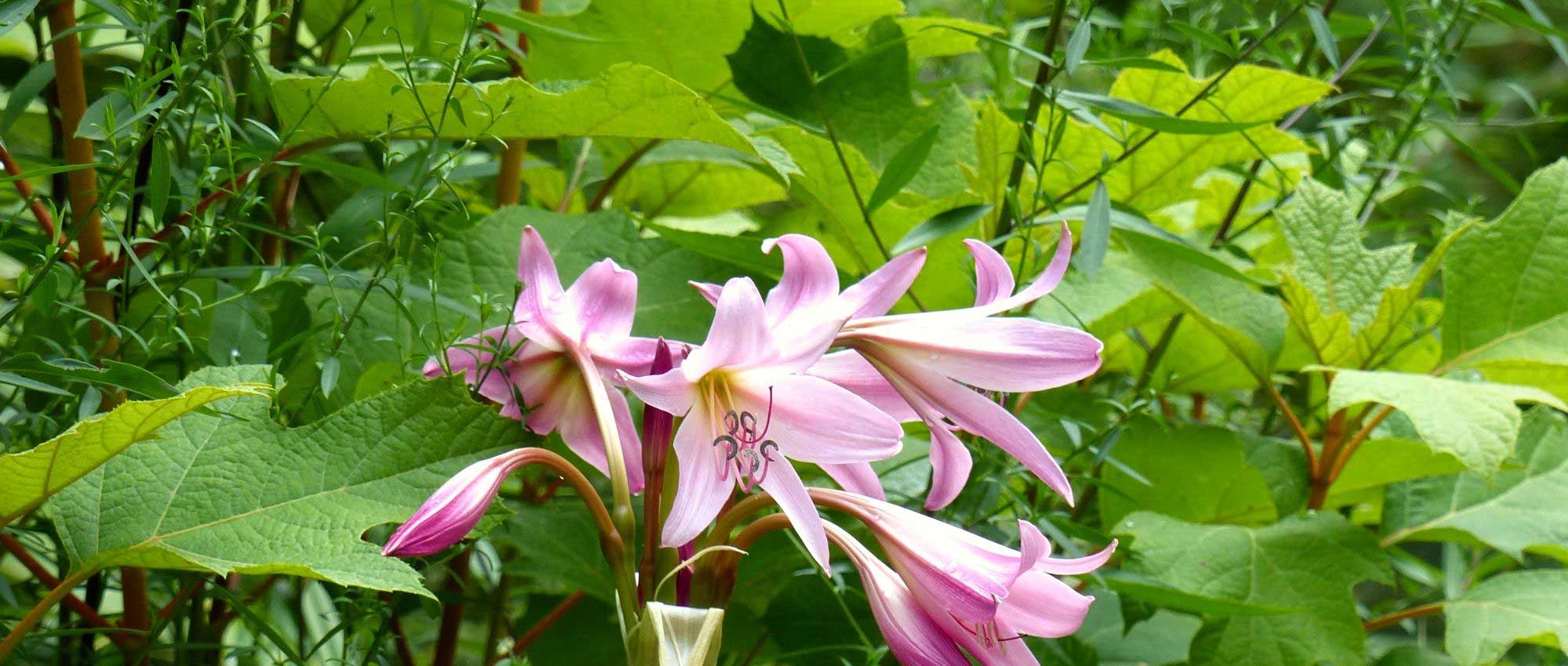 Plantes bulbeuses à fleurs géantes - Promesse de Fleurs