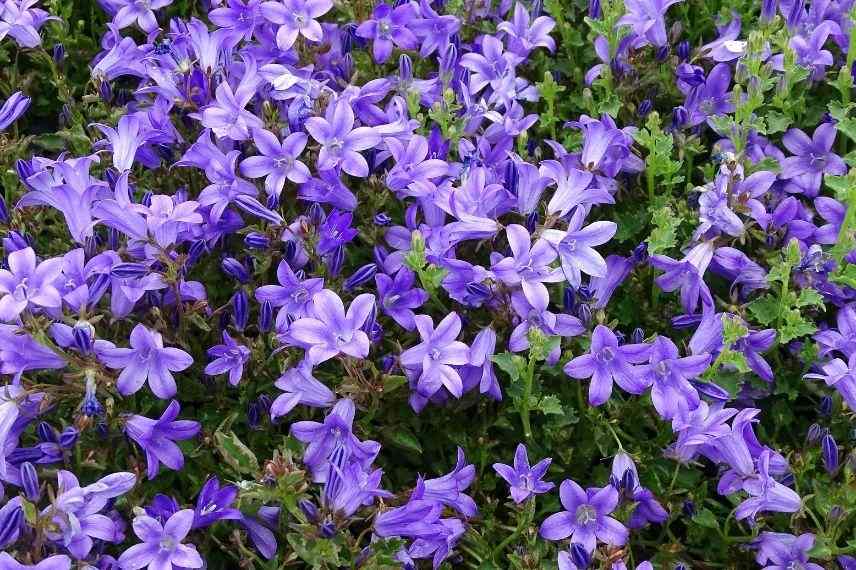 campanule des murs, vivace pour muret à l'ombre