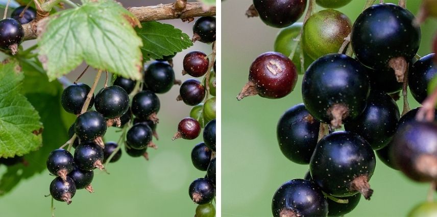 Le cassissier ‘Andega Bio’ est un arbuste accommodant, très productif.