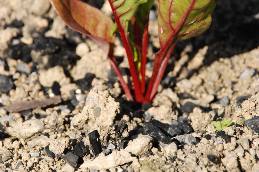 Le charbon de bois comme engrais au potager