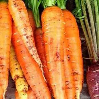 Bien choisir ses carottes : guide d’achat