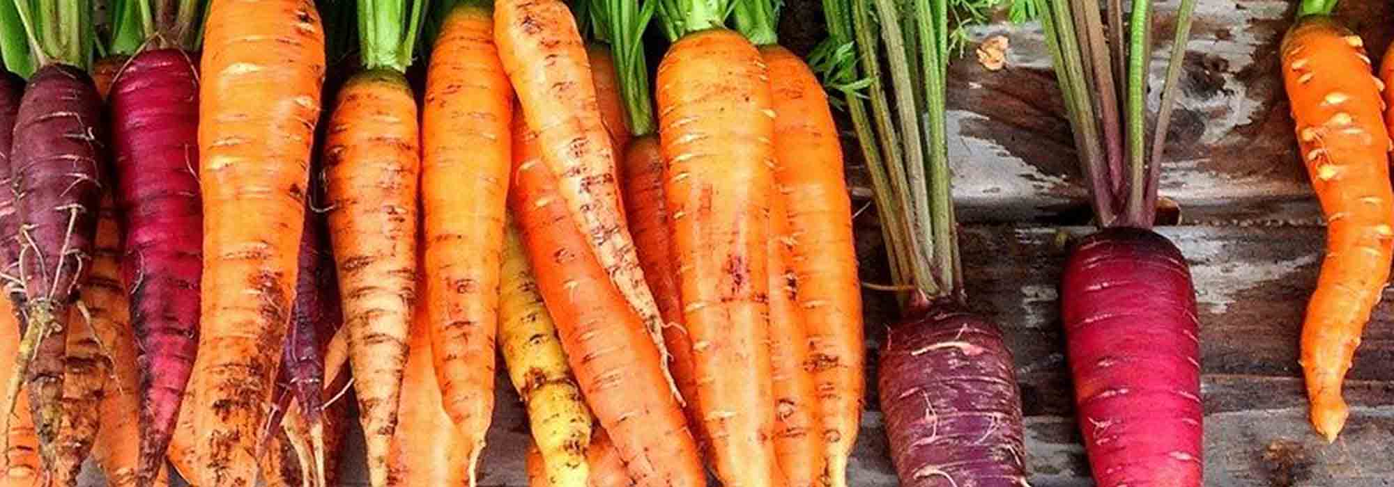 Bien choisir ses carottes : guide d’achat