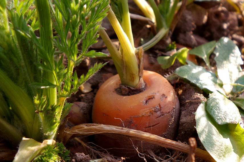 Choisir une carotte selon sa capacité de conservation