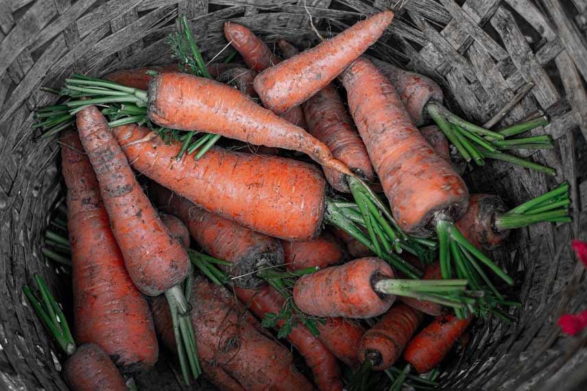 Choisir une carotte selon sa productivité