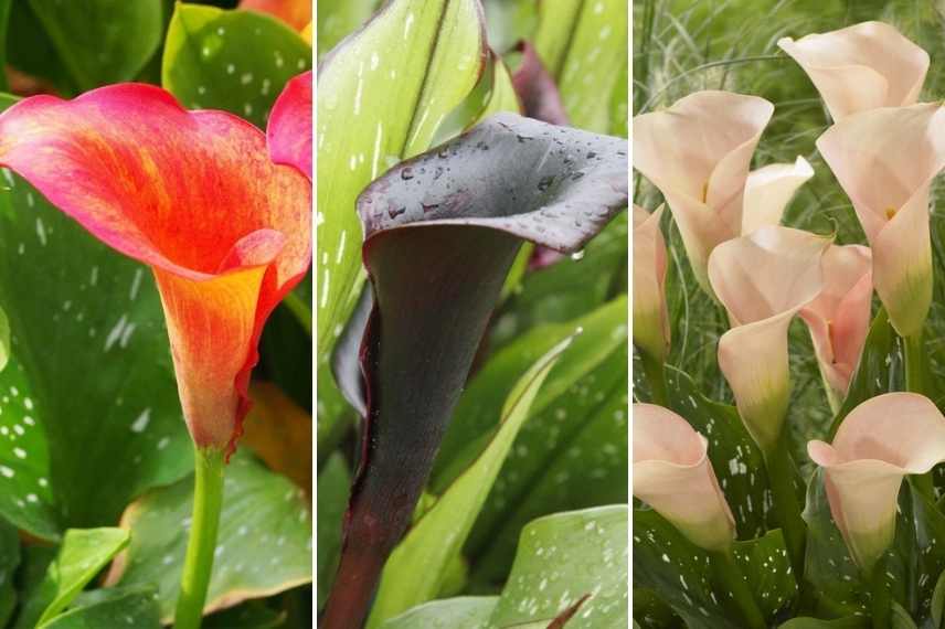 Zantedeschia pot, bac, conteneur