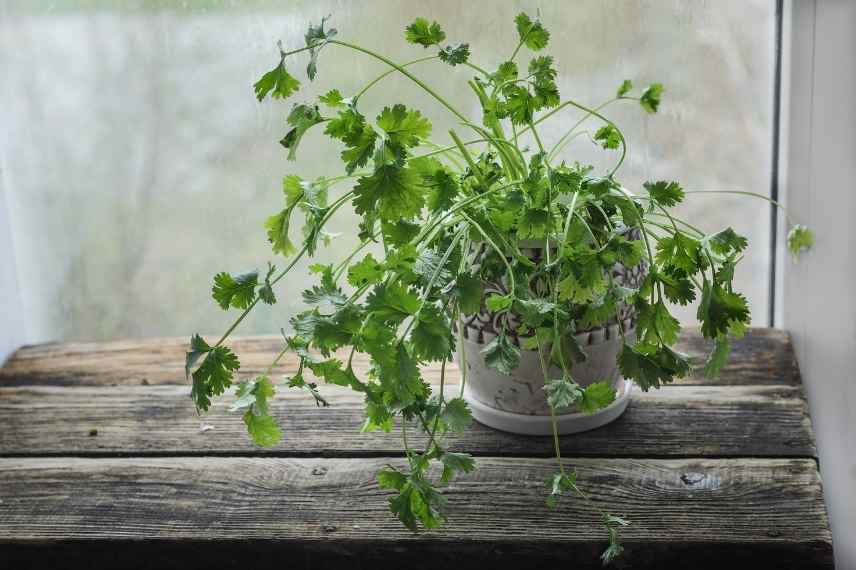 Semer, planter et entretenir la coriandre