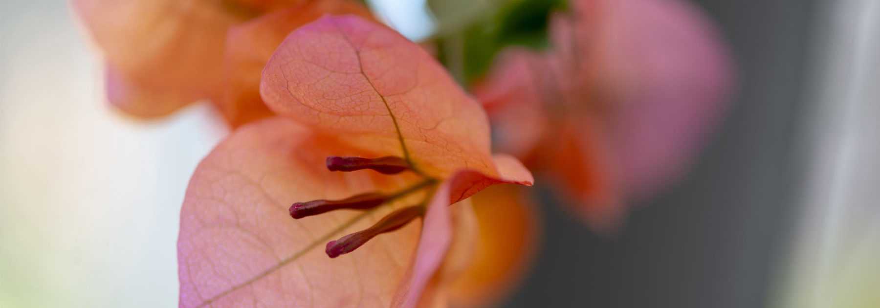 Cultiver une bougainvillée en pot