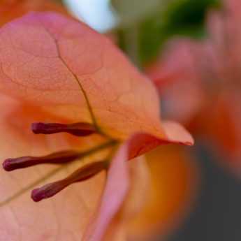 Cultiver une bougainvillée en pot