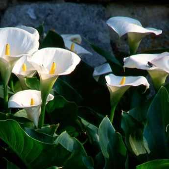 Cultiver des Arums en pot