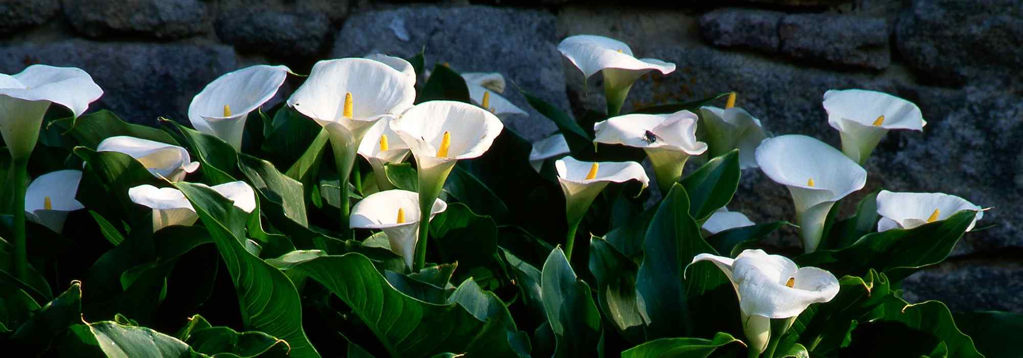 Réussir la culture des Arums en pot- Promesse de Fleurs