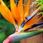 Cultiver un Strelitzia en pot