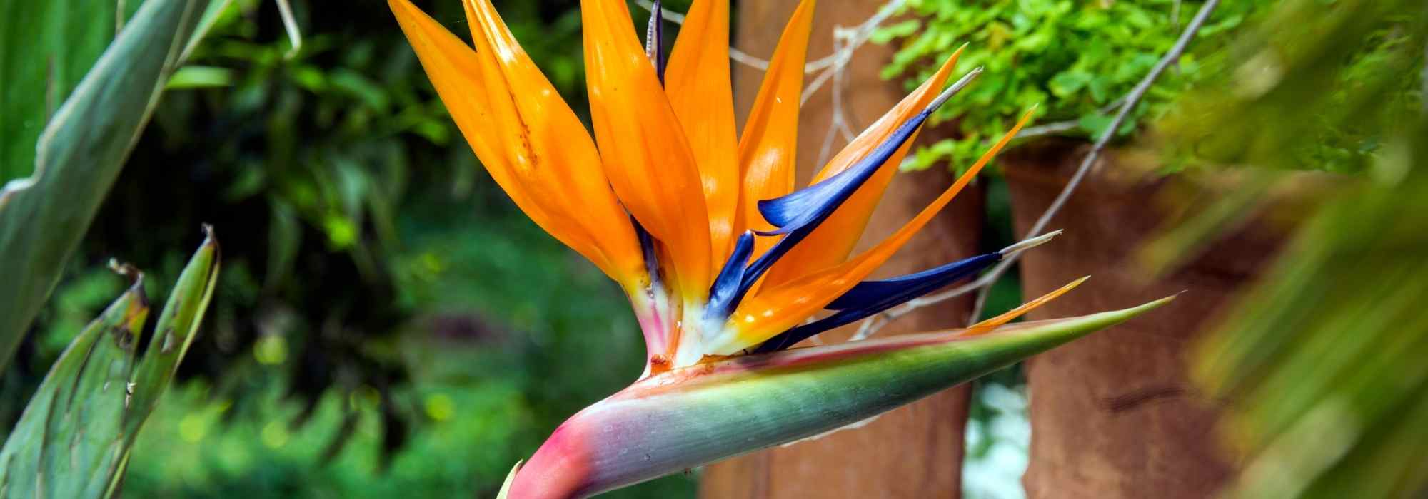 Cultiver un Strelitzia en pot