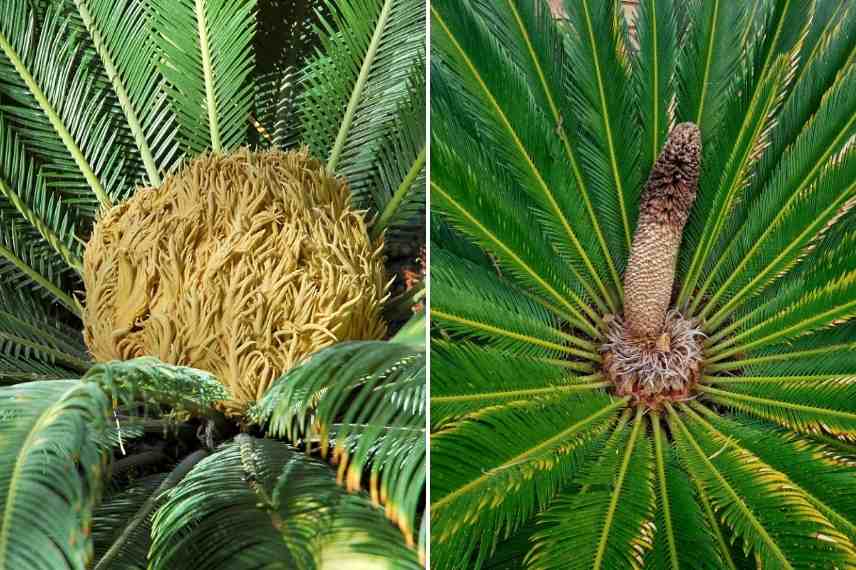 Cycas revoluta questions maladie hivernage reconnaitre germination