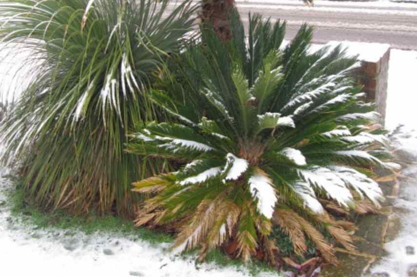 Cycas revoluta questions maladie hivernage reconnaitre germination