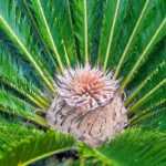 Le Cycas : plantation et entretien