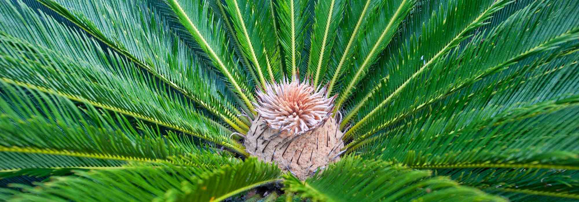 Le Cycas : plantation et entretien