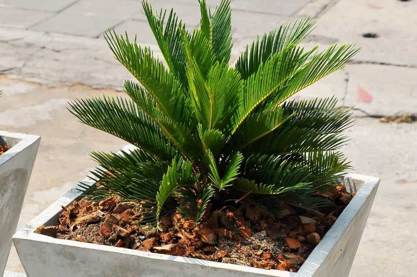 Cycas revoluta questions maladie hivernage reconnaitre germination