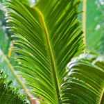 Le Cycas en 10 questions-réponses