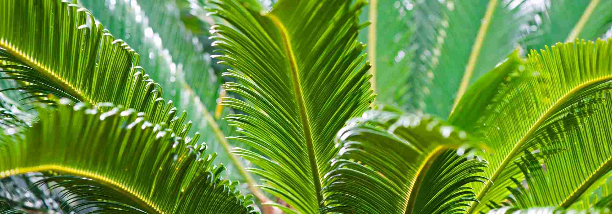 Comment protéger un Cycas en hiver ? - Promesse de Fleurs