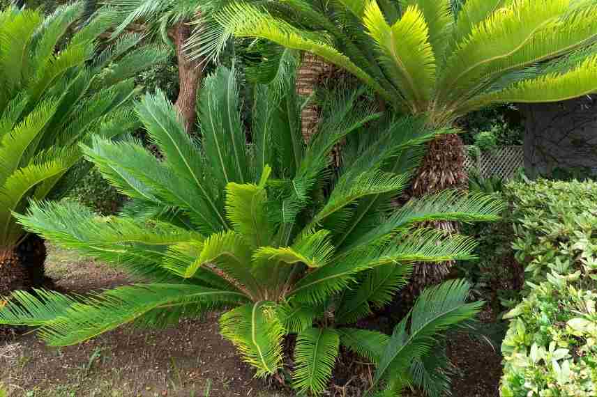 Cycas revoluta questions maladie hivernage reconnaitre