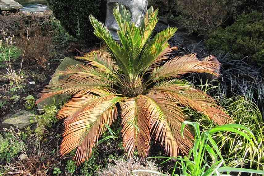 Cycas revoluta questions maladie hivernage reconnaitre