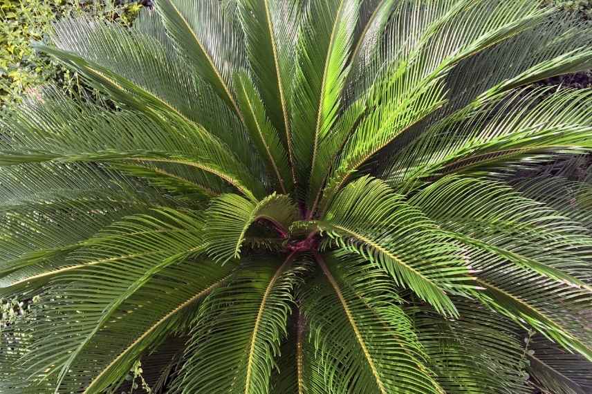 Cycas revoluta questions maladie hivernage reconnaitre germination