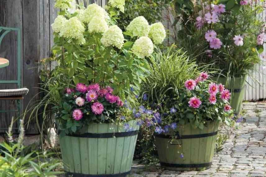 Dahlia en pot bac conteneur balcon terrasse