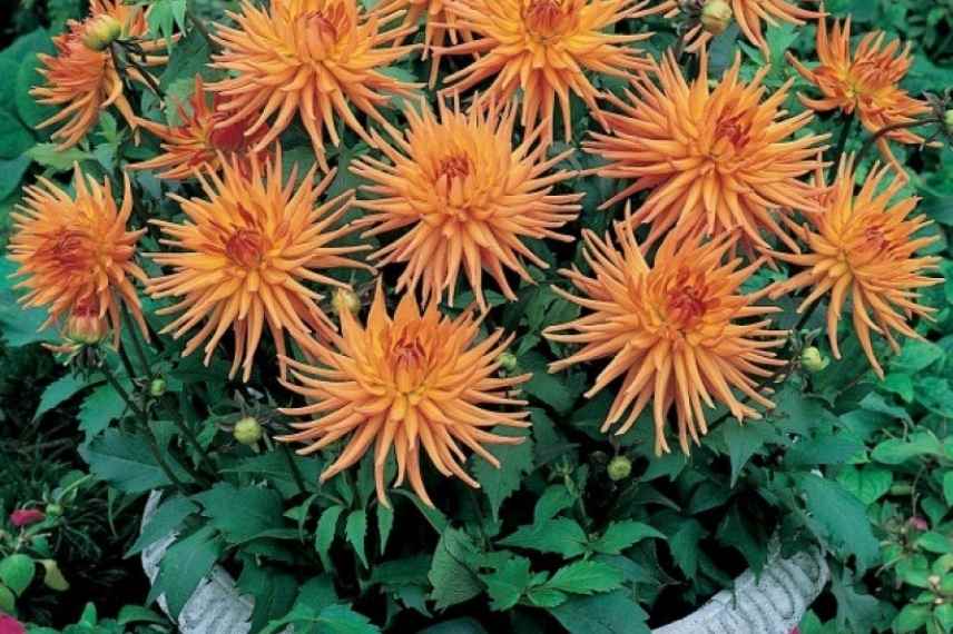 Dahlia en pot bac conteneur balcon terrasse