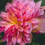 Cultiver un dahlia en pot