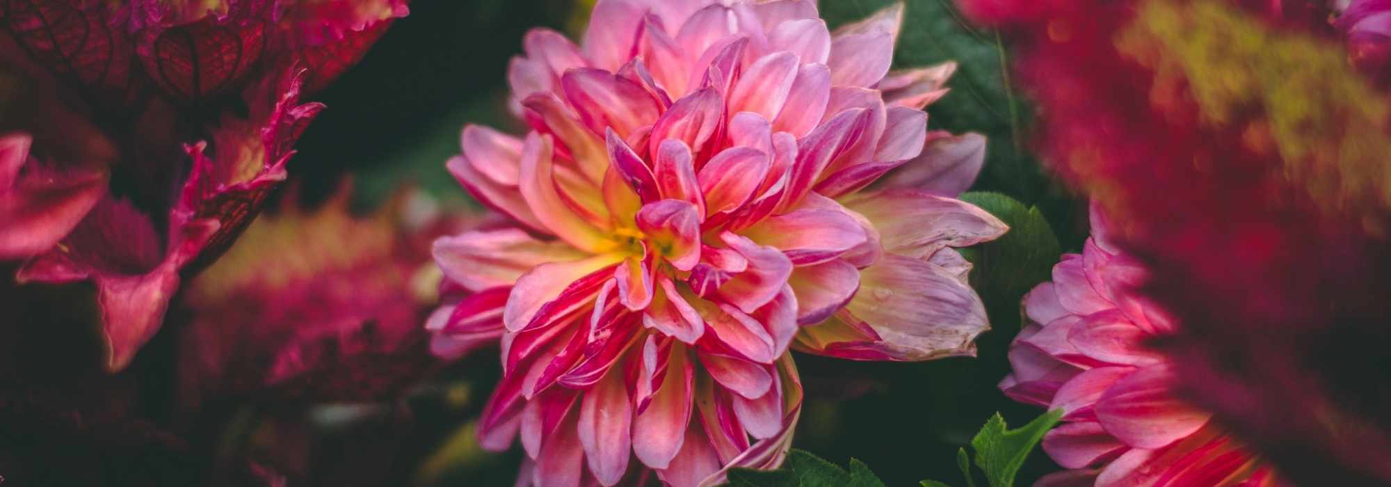 Cultiver un dahlia en pot