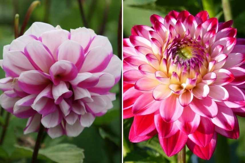 Dahlia en pot bac conteneur