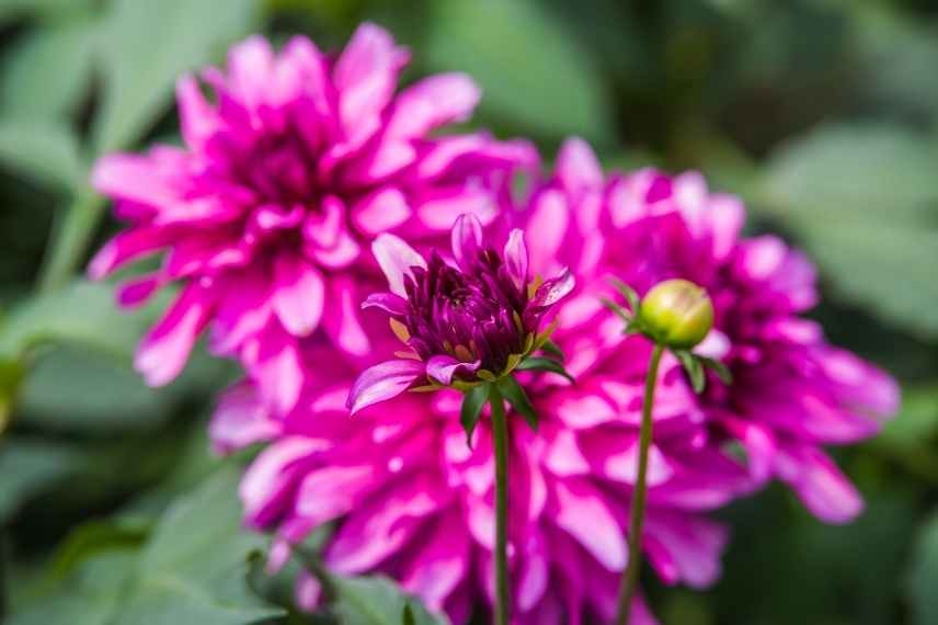 Dahlia en pot bac conteneur balcon terrasse