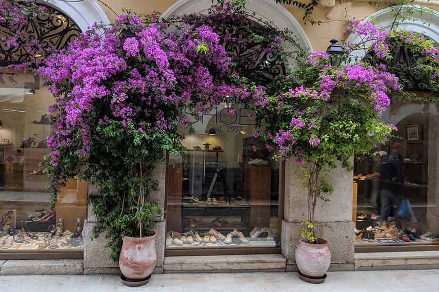 Quel pot choisir pour un bougainvillier ?