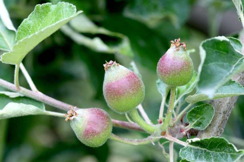 phenomene alternance production fruitiers, eclaircir eclaircissage fruitiers pommier poirier