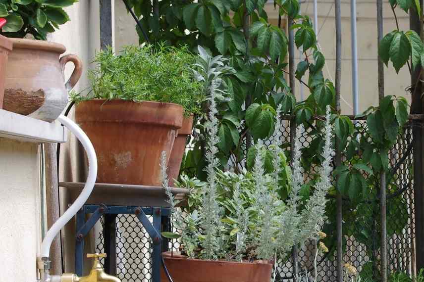 Culture estragon pot, cultiver estragon pot, Artemisia dracunculus pot