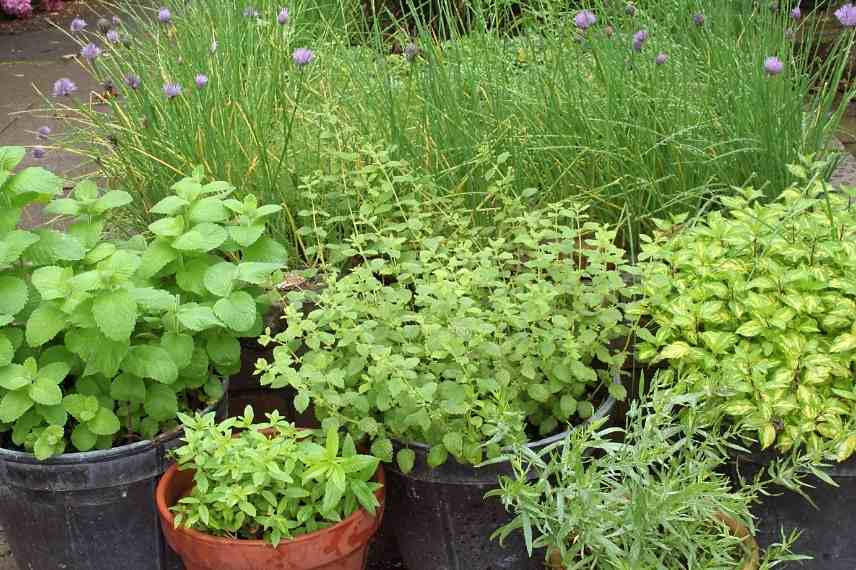 Culture estragon pot, cultiver estragon pot, Artemisia dracunculus pot