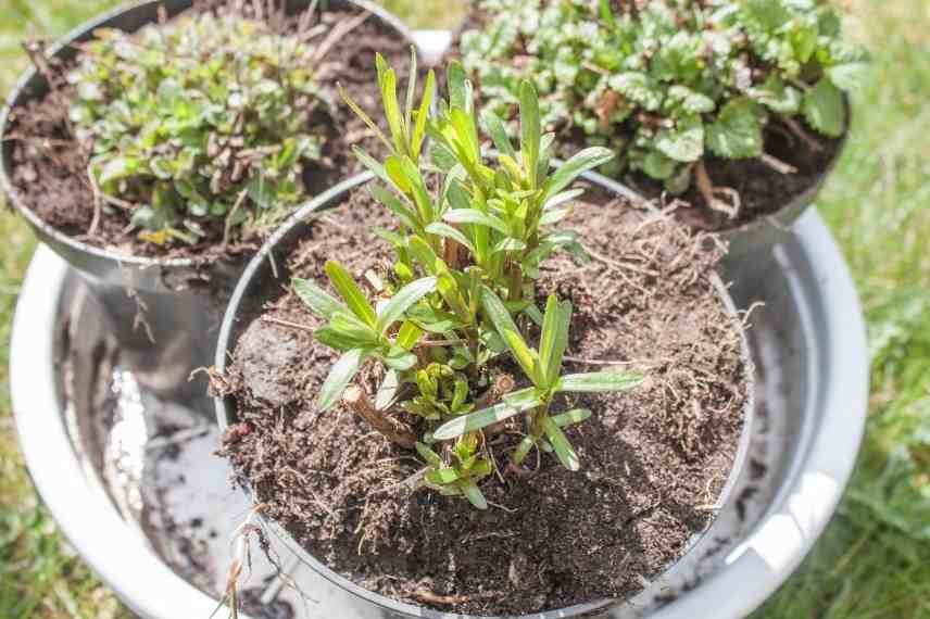 Culture estragon pot, cultiver estragon pot, Artemisia dracunculus pot