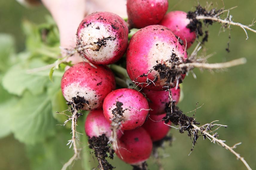 Étaler les récoltes des légumes à cycle court