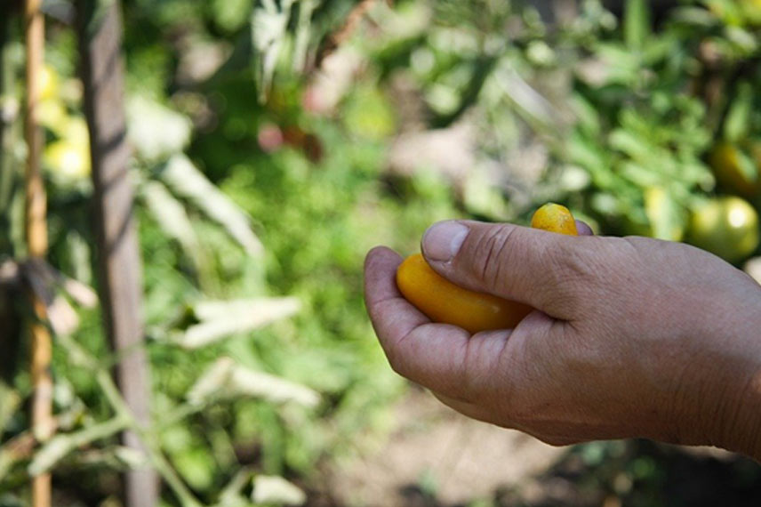 Étaler les récoltes des légumes à cycle long