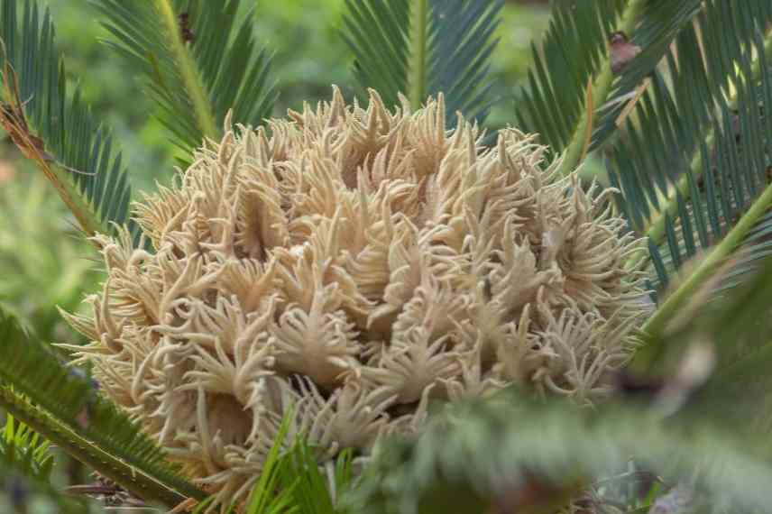 Cycas revoluta questions maladie hivernage reconnaitre germination