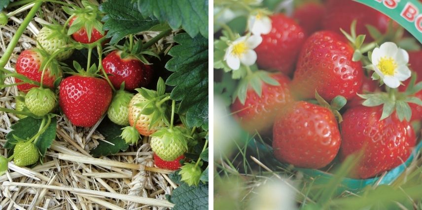 Craquez pour le rouge exceptionnel de la Marat des bois et sa saveur sucrée !