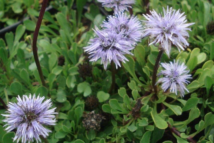 globulaire, vivace pour fleurir muret au soleil