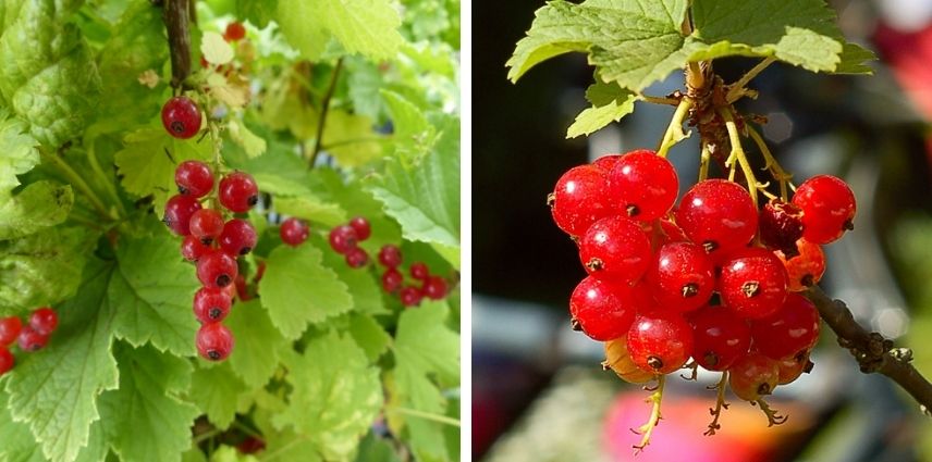 Le groseillier à grappes rouges ‘London Market’ peut produire jusqu’à 7 kg de fruits par pied.